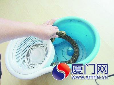 在女廁所里被抓住的蛇