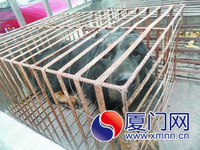 這只成年藏獒雙眼泛紅