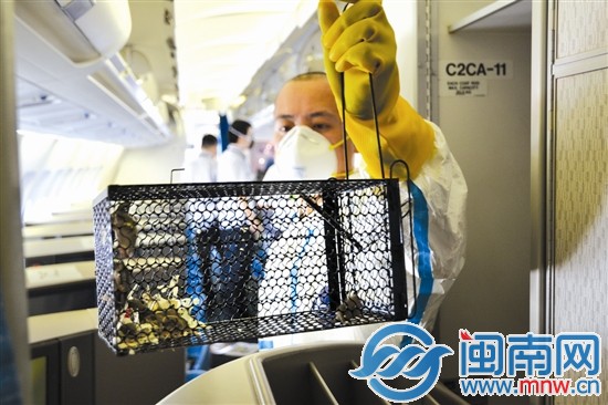 廈門(mén)機(jī)場(chǎng)局在航空器上捕獲一窩幼鼠