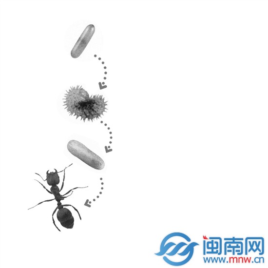 30多天航程剛好夠紅火蟻的孵化時間