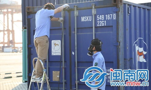 除害處理人員戴著防毒面具，把劇毒氣體注入集裝箱