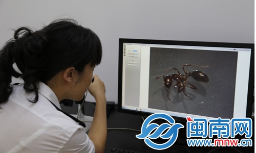 檢疫人員在實(shí)驗(yàn)室對(duì)紅火蟻進(jìn)行鑒定