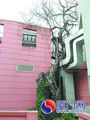 鼓浪嶼音樂(lè)廳后面的417歲老榕樹(shù)。