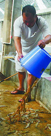 撈起的死蝦個(gè)頭都很大