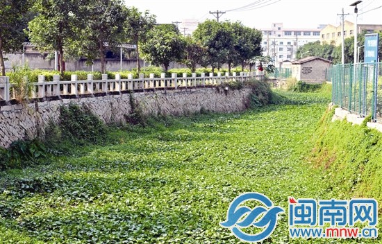 后田溝被野生植物遮蓋得嚴(yán)嚴(yán)實(shí)實(shí)