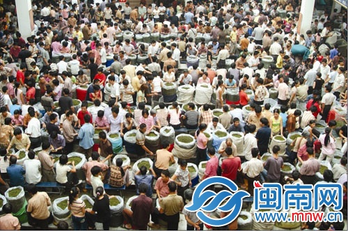 今年安溪鐵觀音秋茶產(chǎn)銷兩旺，喜煞茶農(nóng)