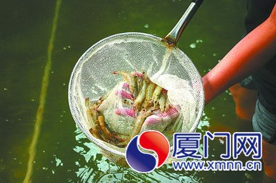 撈起的死蝦顏色明顯比正常蝦白