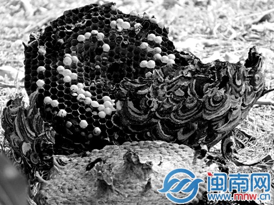 被捅破的馬蜂窩掉在地上摔成兩半