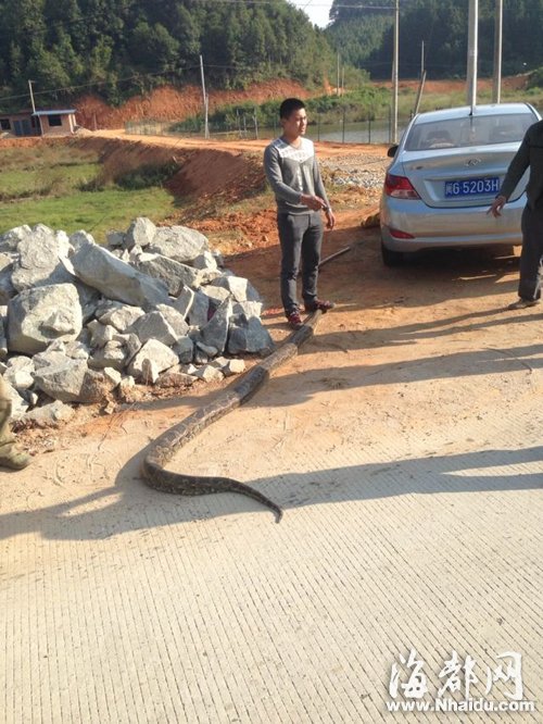 三明沙縣：三米多長的大蟒蛇省道上曬太陽