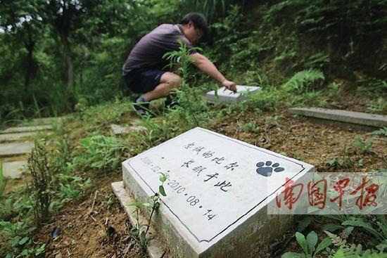 國內(nèi)一些城市已在嘗試建立“寵物公墓”