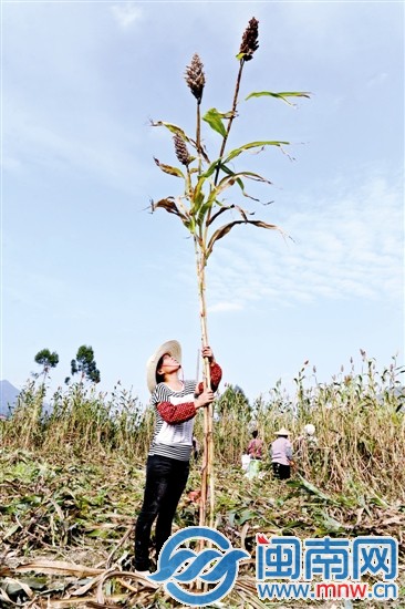 在眾多兄弟姐妹中，最高的有近5米，矮的也有3米多