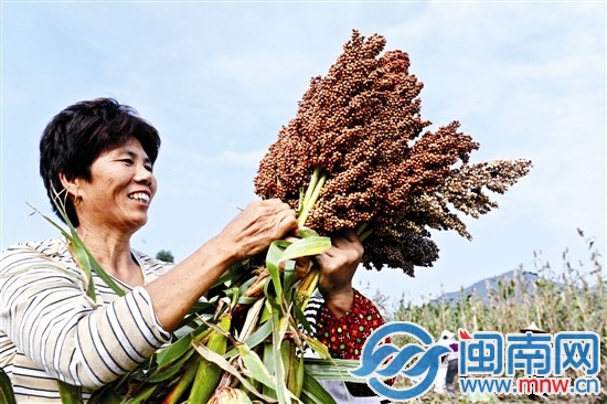 看著飽滿誘人的果實(shí)，收割的阿姨一臉喜悅