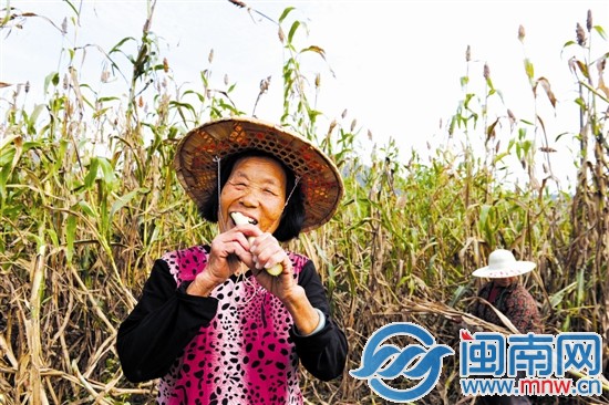 我們的秸稈含糖量很高，咬起來可甜了