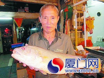 廈門日前賣出的一條野生黃花魚