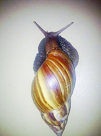 非洲大蝸牛是外來入侵物種。