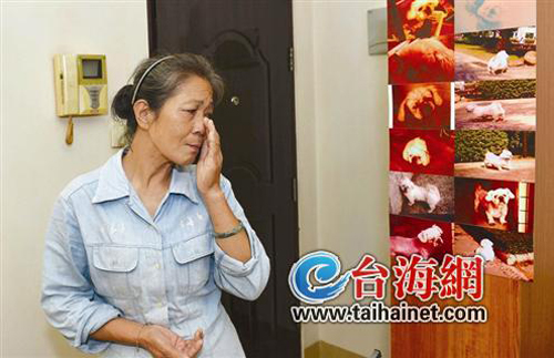 相伴13年小狗離世主人每天上墳