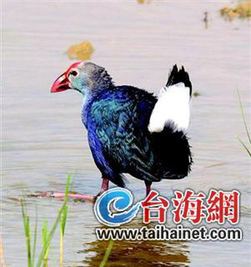 最美水鳥(niǎo)棲息地遭開(kāi)發(fā)商蠶食1