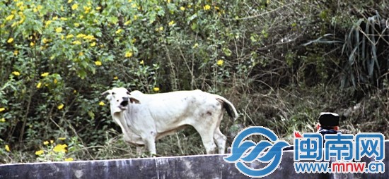 民警連發(fā)4彈，才將牛擊斃