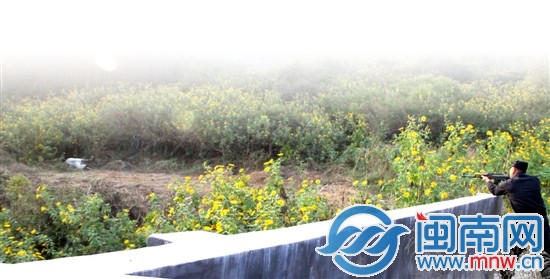 被車連撞兩次后，牛踱到附近一安息堂，最終被民警擊斃