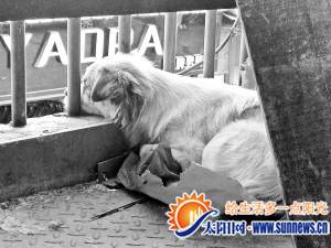 主人三個(gè)月前離開(kāi)后，這只小狗天天盼其歸