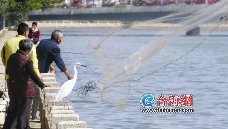 老人在筼筜湖撒網(wǎng)捕魚與白鷺“搶”食