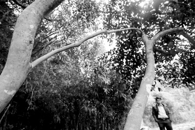 南安向陽五臺樂山現(xiàn)“連理枝”