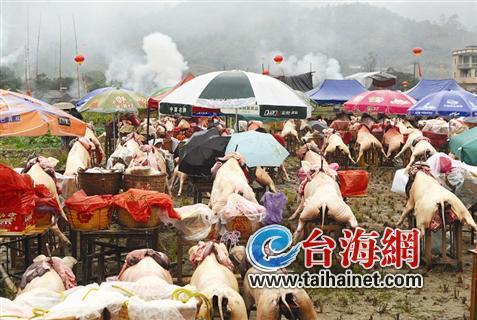 百頭生豬大獻祭