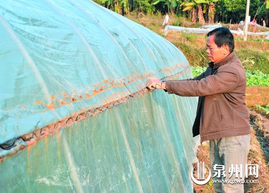 南塘村菜農(nóng)在田間加固和修補大棚