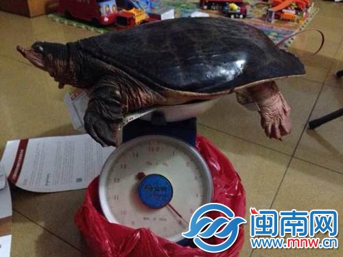 美國佛羅里達珍珠鱉重11