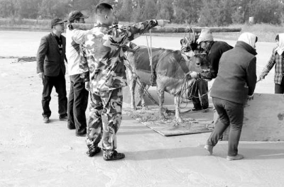 警民一步步將牛牽出泥潭