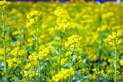 燦爛的油菜花