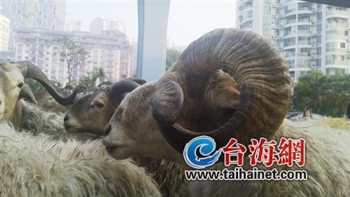 小貨車上還圈著6只羊