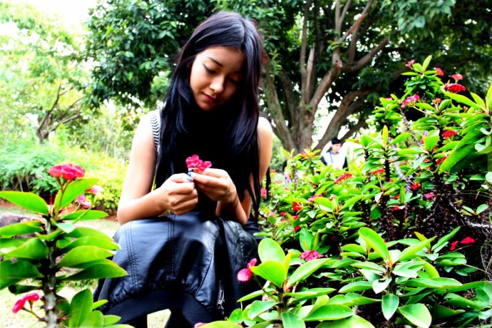 虎刺梅-公共衛(wèi)生學院-巴麗肯