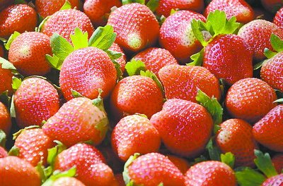 又到了采摘草莓的季節(jié)