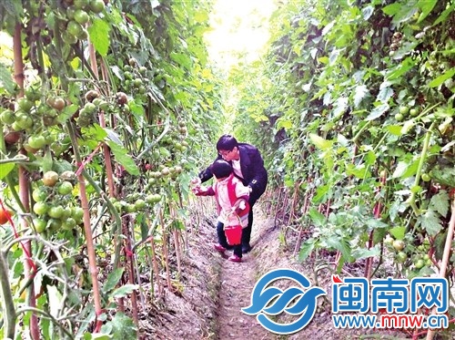 一位父親正在教女兒如何識(shí)別熟的圣女果