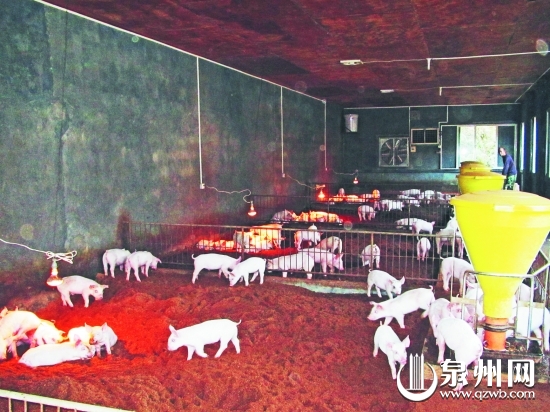 發(fā)酵床使豬的糞便、污水通過發(fā)酵有效分解