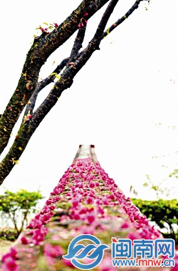 櫻花樹(shù)下的一堵墻上被鮮紅的櫻花覆蓋