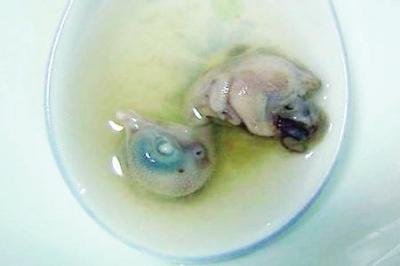 福建同學(xué)帶“奇葩”特產(chǎn)毀三觀 有老鼠干雞仔胎1