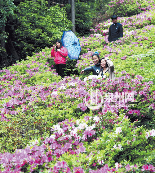 洛江仙公山風(fēng)景區(qū)內(nèi)，杜鵑花漫山遍野，紅的似火，白