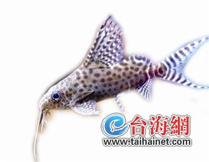 熱帶魚(yú)