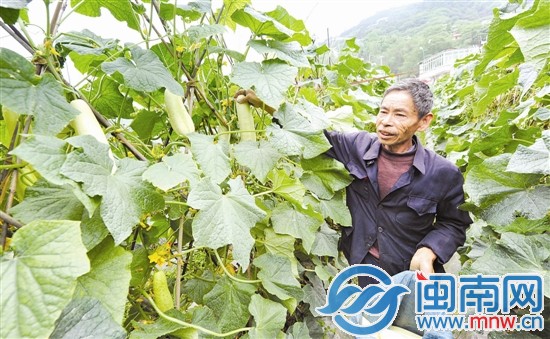 聽說有人要買黃瓜，顏興堂光著腳就跑到地里摘瓜