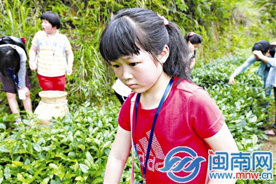 海都小記者 當(dāng)了回小茶農(nóng)1
