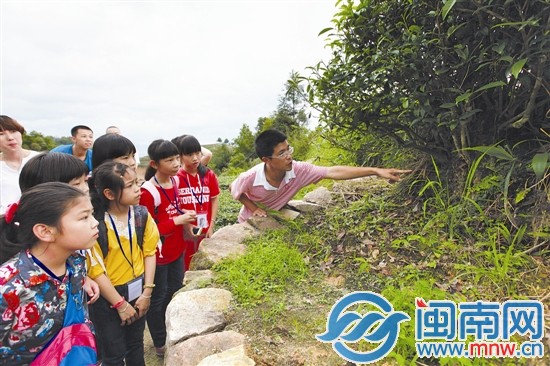 海都小記者 當(dāng)了回小茶農(nóng)5