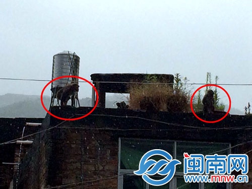 見(jiàn)到民警后，兩只猴子跑到樓頂，玩起了捉迷藏