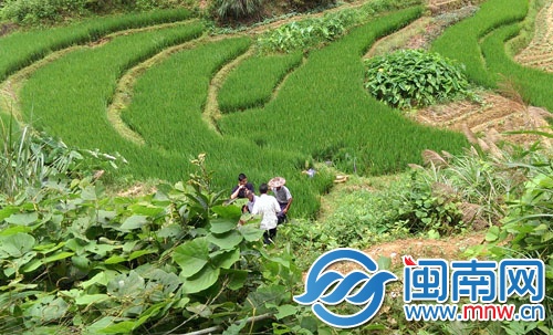 兩位老人倒在這片稻田中