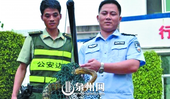 蛇長2米有余，皮色斑斕鮮艷，無毒