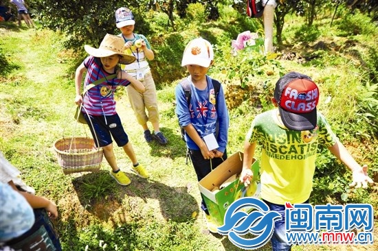 邊走邊吃，我們抬梨下山嘍