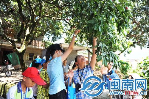 小記者三五成群，男生上樹(shù)摘，女生則在樹(shù)下伸長(zhǎng)胳膊摘